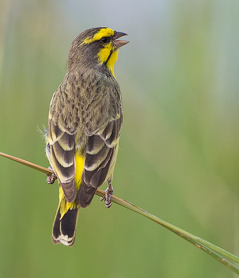 Yellow-fronted Canary